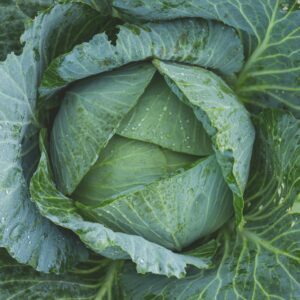 Green Cabbage