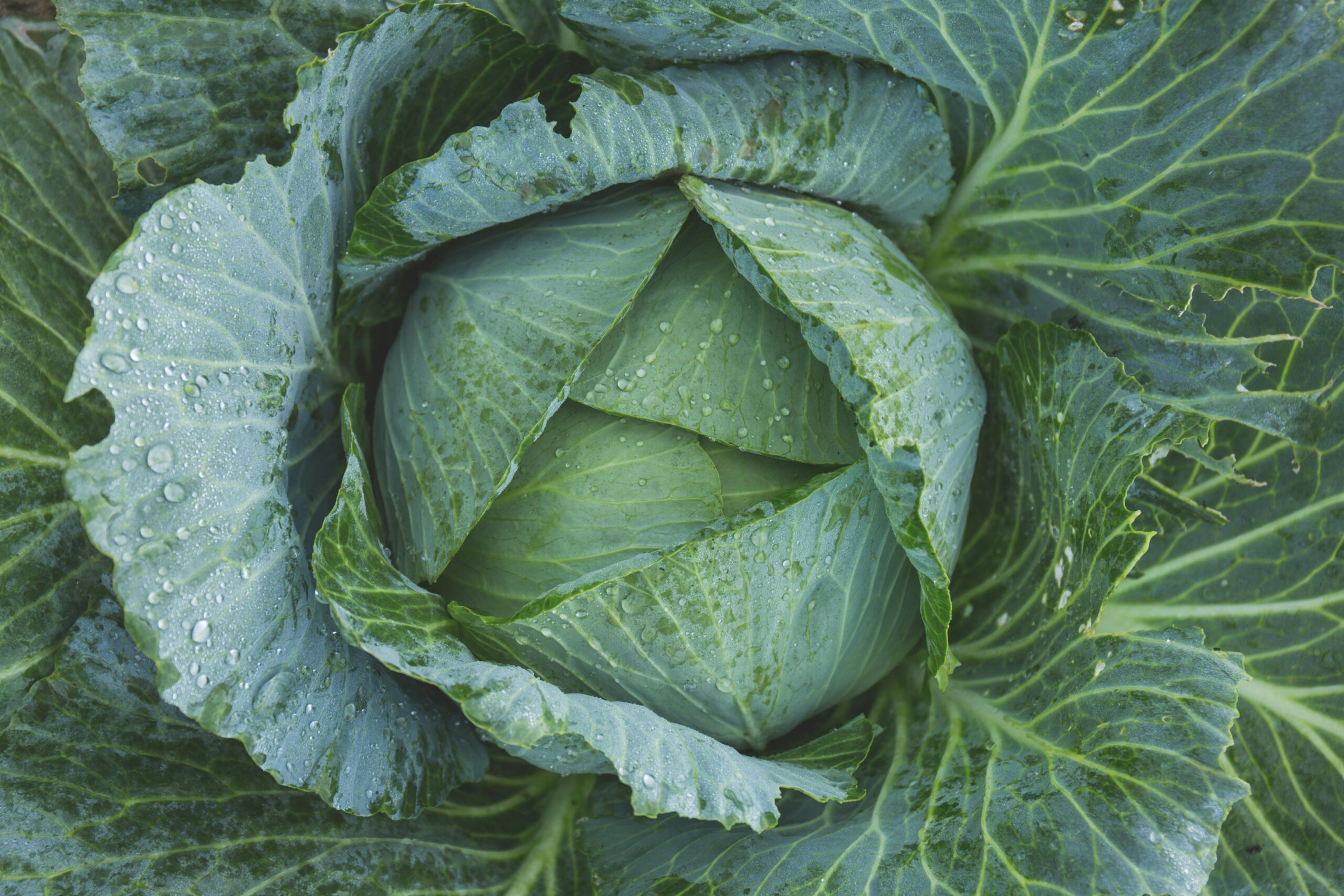 Green Cabbage