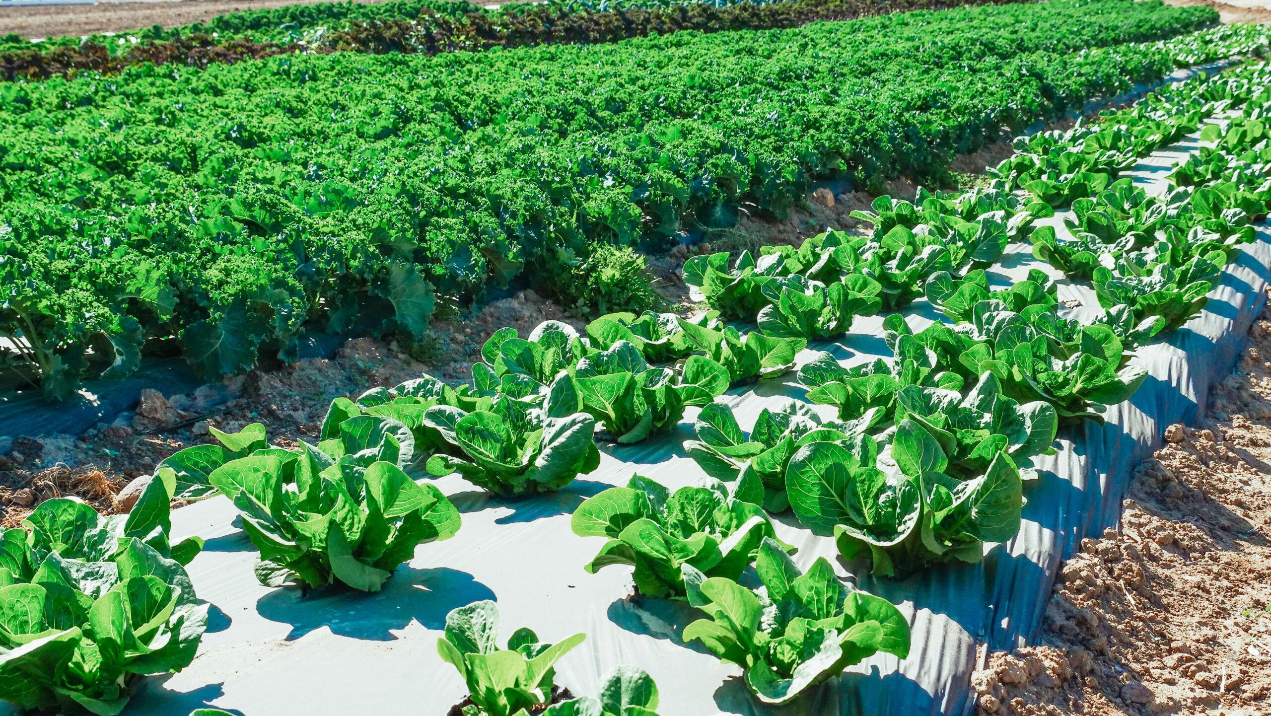 Plantation of Green Vegetables